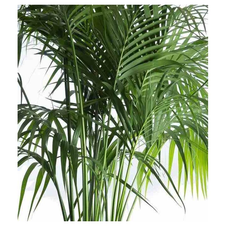 Howea forsteriana