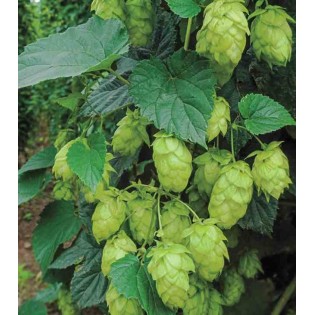 Humulus lupulus (houblon)