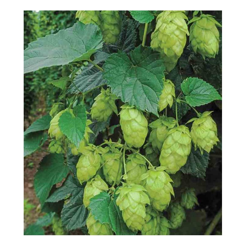 Humulus lupulus (houblon)
