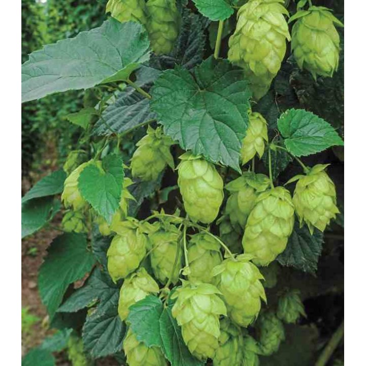Humulus lupulus (houblon)