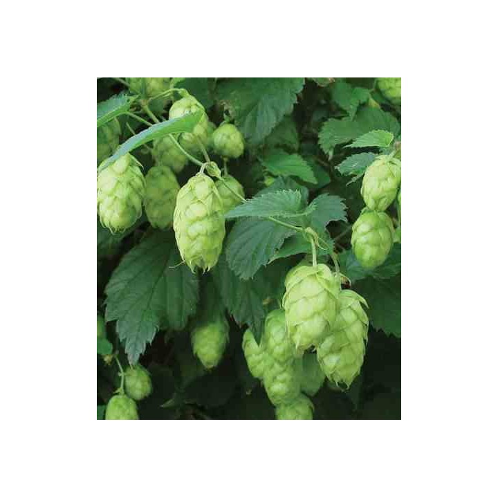 Humulus lupulus (houblon)
