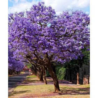 Jacaranda mimosifolia