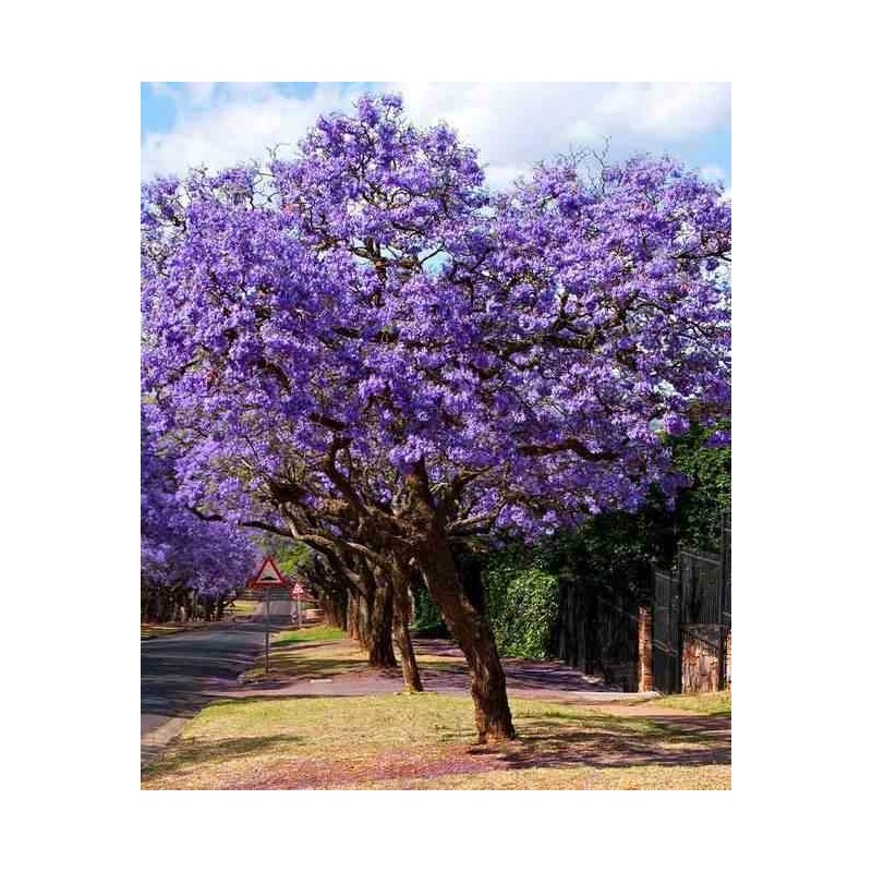 Jacaranda mimosifolia