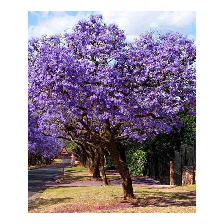 Jacaranda mimosifolia