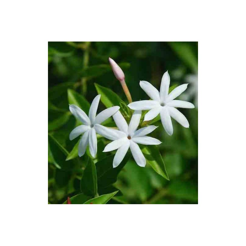 Jasminum nitidum