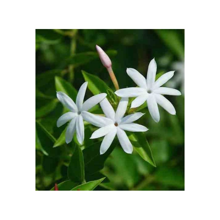Jasminum nitidum