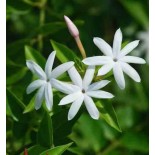 Jasminum nitidum