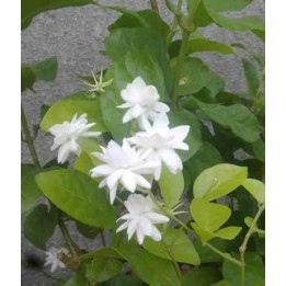 Jasmin sambac