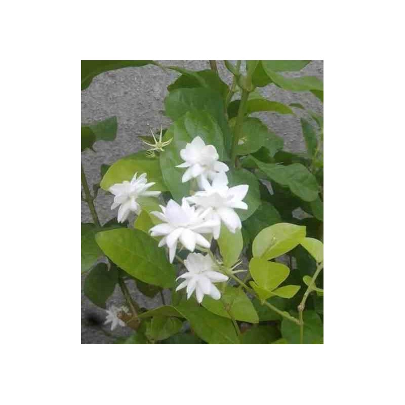 Jasmin sambac