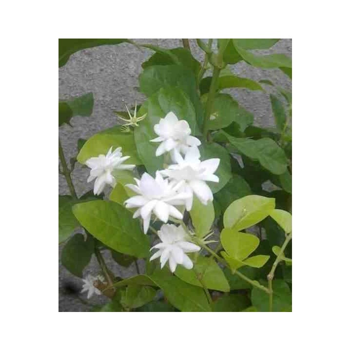 Jasmin sambac