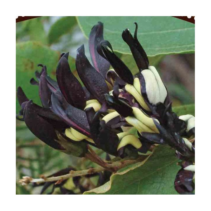 Kennedia nigricans (Pois corail noir)