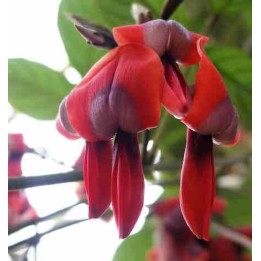 Kennedia rubiconde