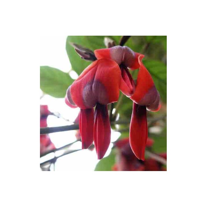 Kennedia rubiconde