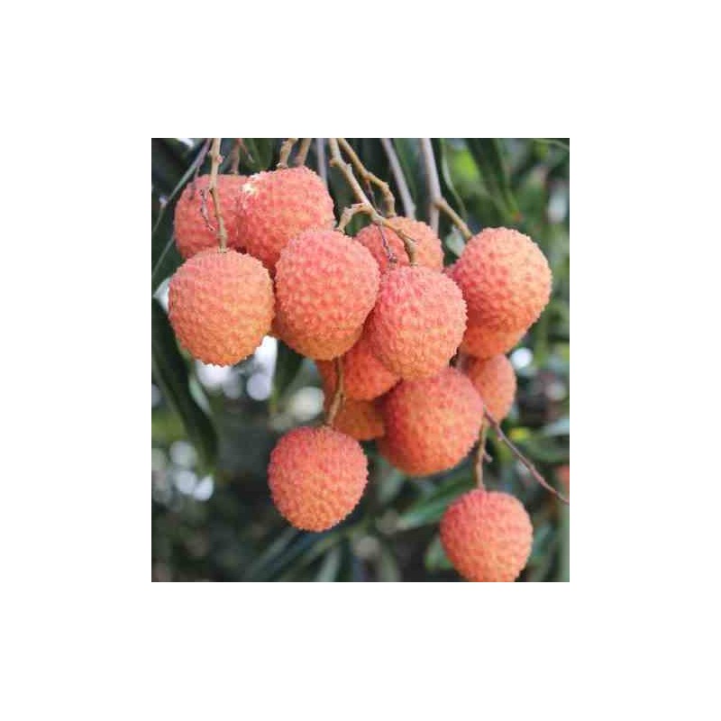 Litchi sinensis var Kwai May Rose