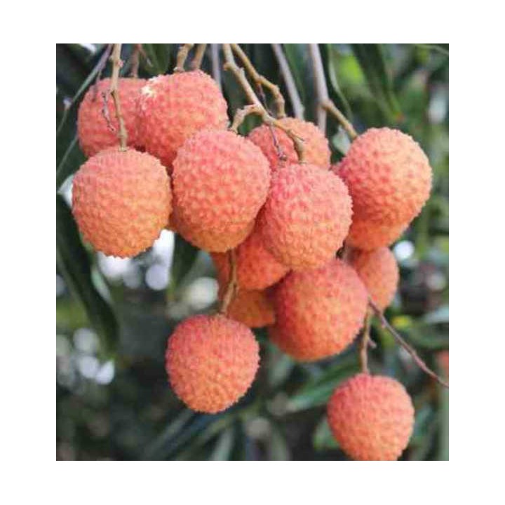 Litchi sinensis var Kwai May Rose