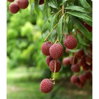 Litchi sinensis variété Mc Lean