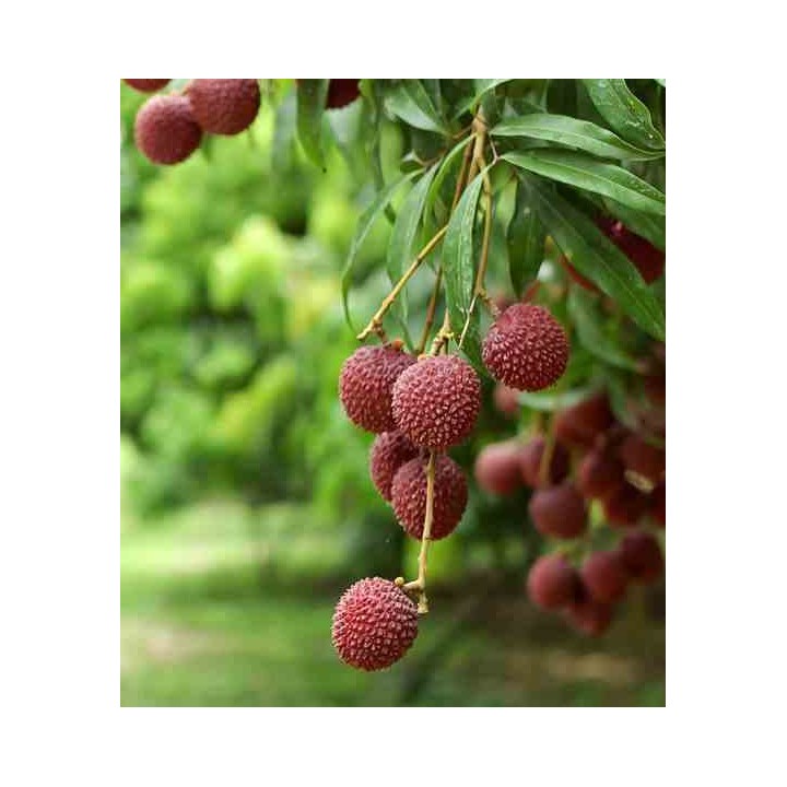 Litchi sinensis variété Mc Lean