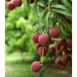 Litchi sinensis variété Mc Lean