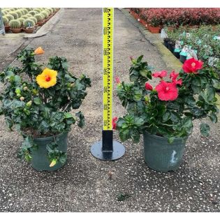 Malvaviscus penduliflorus (Hibiscus dormant)