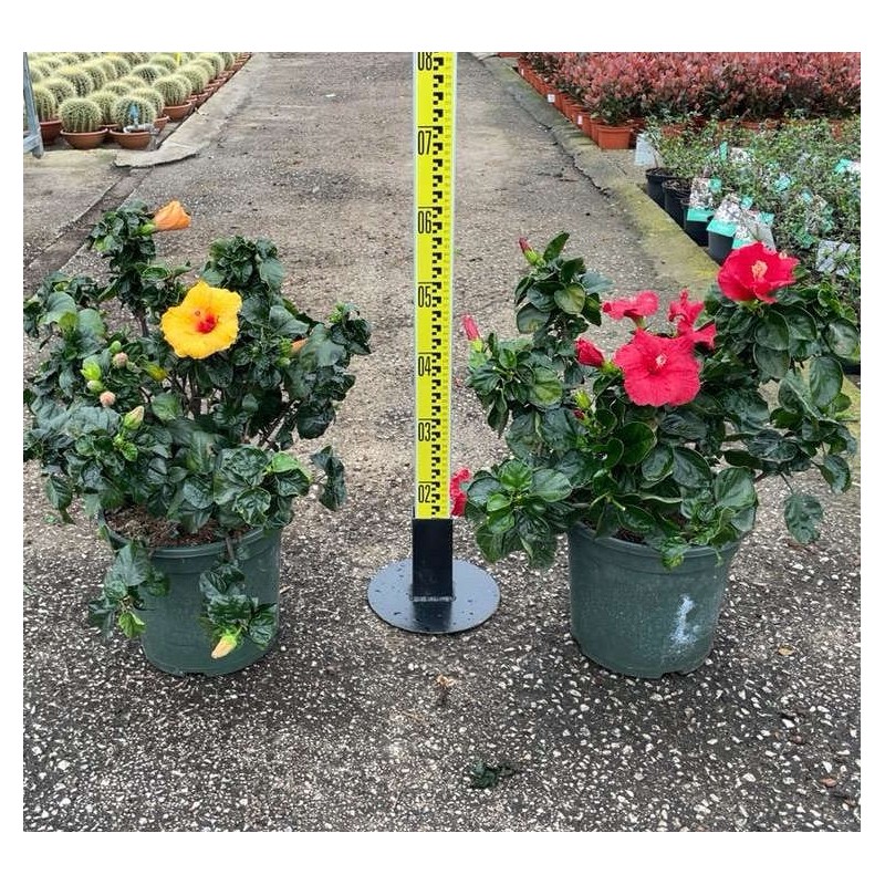 Malvaviscus penduliflorus (Hibiscus dormant)