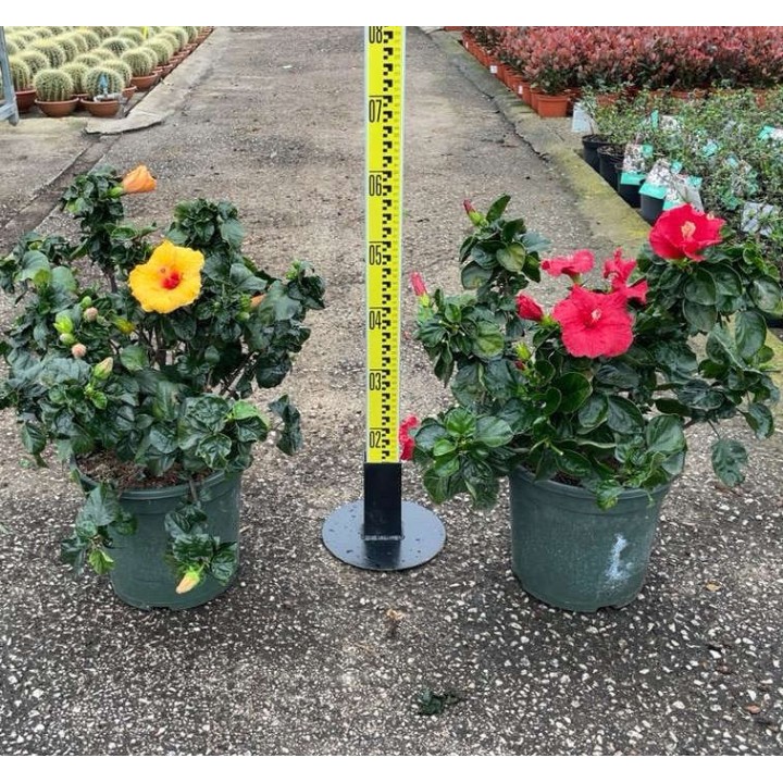 Malvaviscus penduliflorus (Hibiscus dormant)
