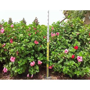 Malvaviscus penduliflorus (Hibiscus dormant)