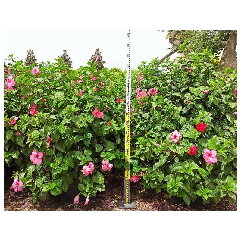 Malvaviscus penduliflorus (Hibiscus dormant)