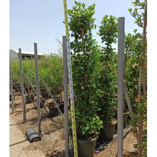 Malvaviscus penduliflorus (Hibiscus dormant)