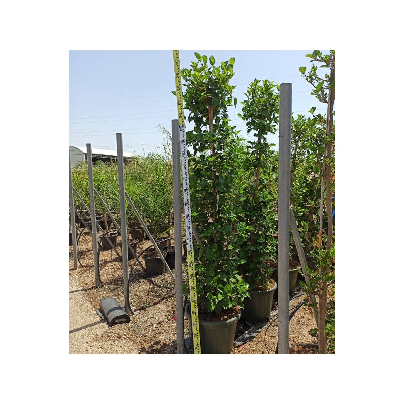 Malvaviscus penduliflorus (Hibiscus dormant)