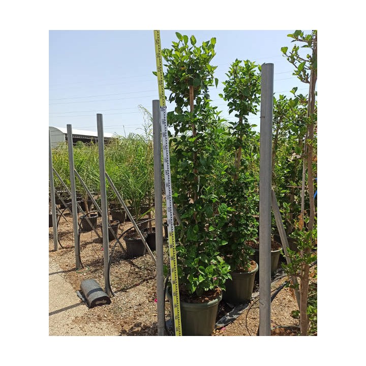 Malvaviscus penduliflorus (Hibiscus dormant)