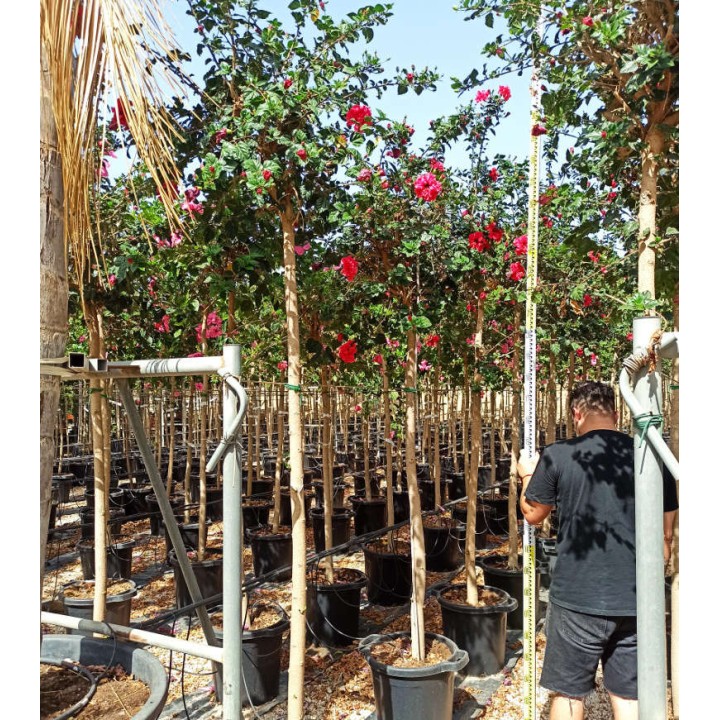 Malvaviscus penduliflorus (Hibiscus dormant)