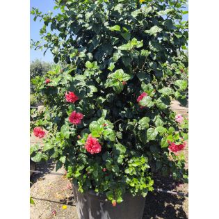 Malvaviscus penduliflorus (Hibiscus dormant)