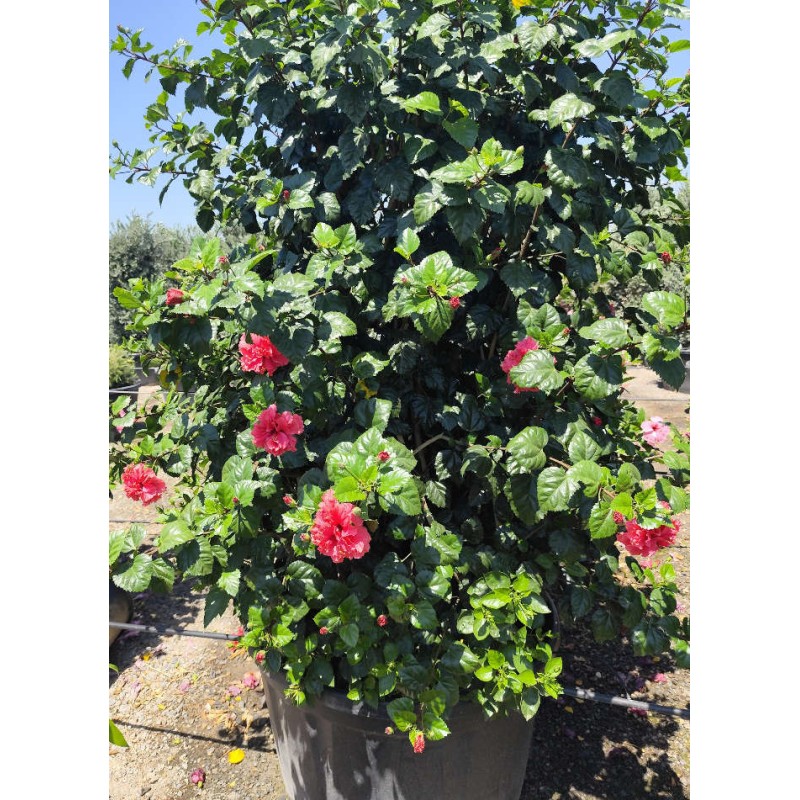 Malvaviscus penduliflorus (Hibiscus dormant)