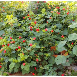 Malvaviscus penduliflorus (Hibiscus dormant)
