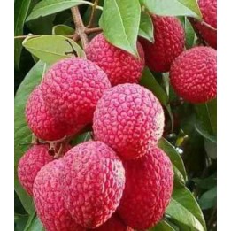 Litchi sinensis variété Wai Chee