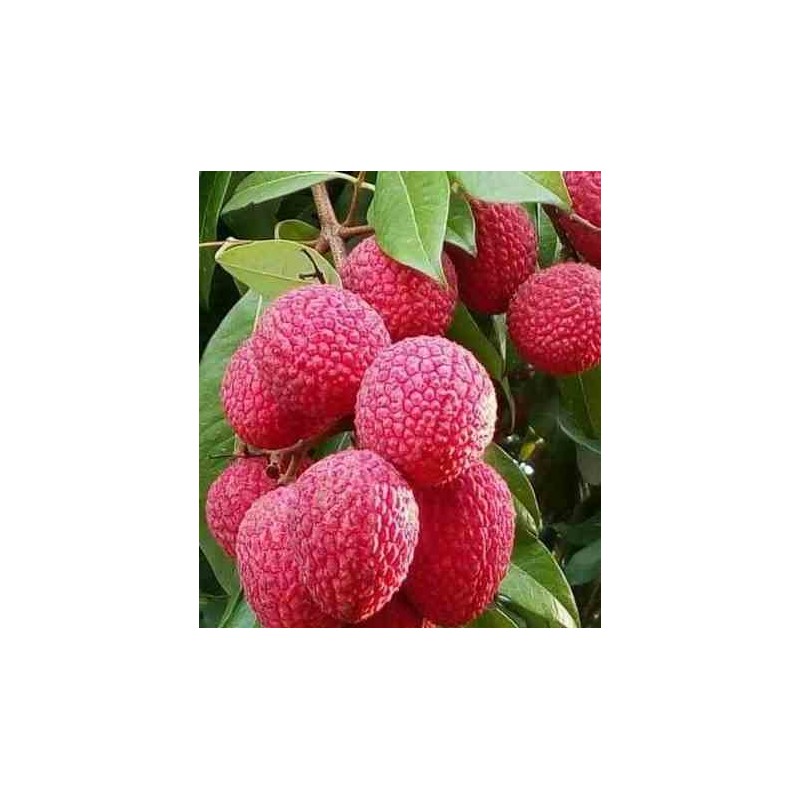 Litchi sinensis variété Wai Chee