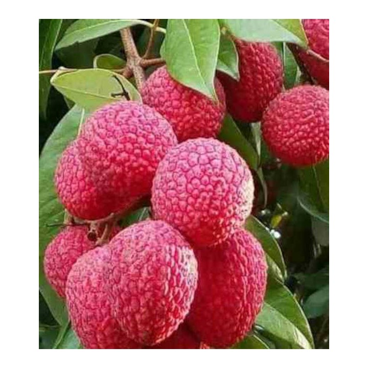 Litchi sinensis variété Wai Chee