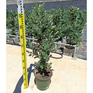 Metrosideros excelsa (Arbre de Noël)