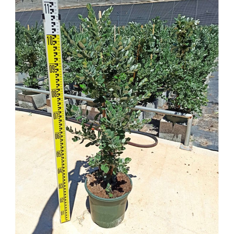 Metrosideros excelsa (Arbre de Noël)