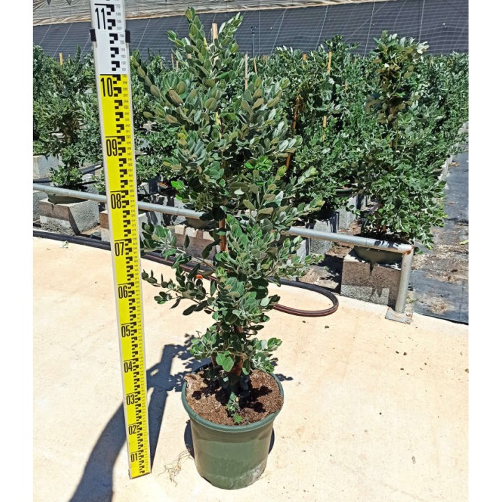 Metrosideros excelsa (Arbre de Noël)