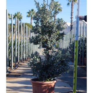 Metrosideros excelsa (Arbre de Noël)