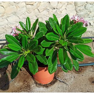 Plumeria obtusa (frangipanier)