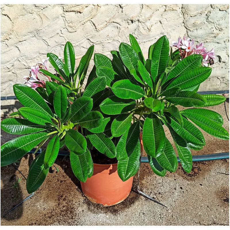 Plumeria obtusa (frangipanier)