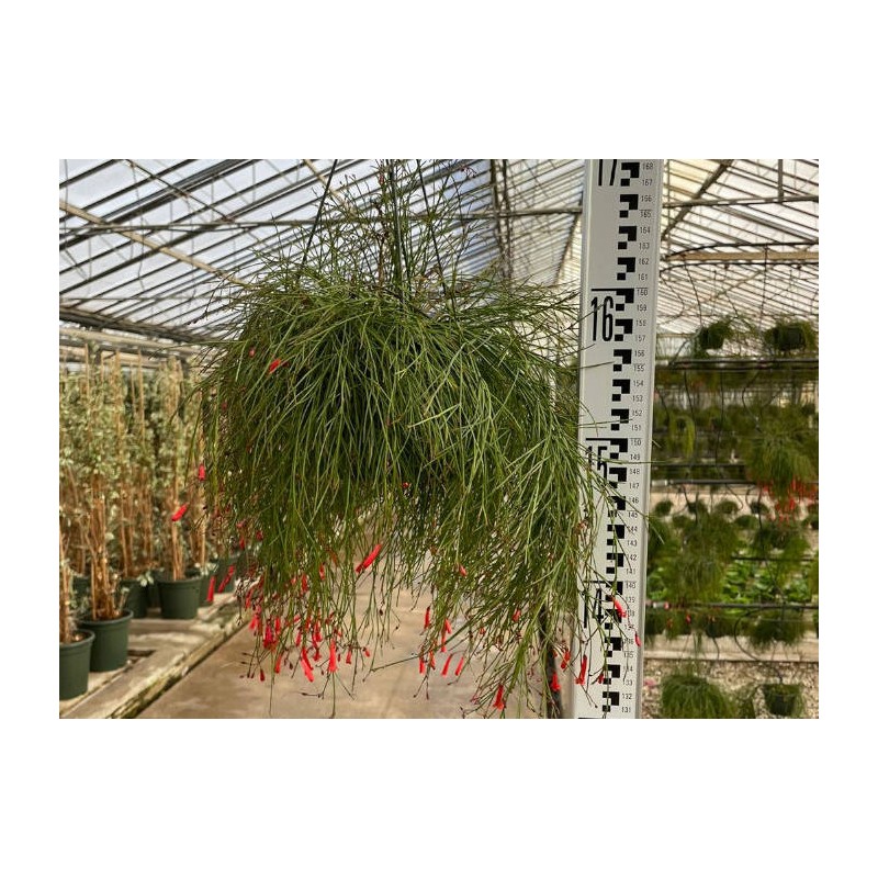 Russelia equisetiformis (Goutte de sang, Fontaine de corail)