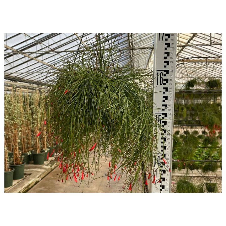 Russelia equisetiformis (Goutte de sang, Fontaine de corail)