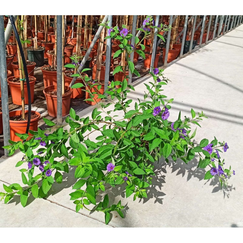 Solanum rantonnetii (Arbre à gentiane)
