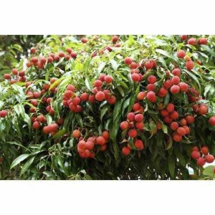 Litchi sinensis variété Wai Chee