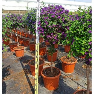 Solanum rantonnetii (Arbre à gentiane)