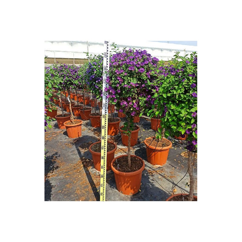 Solanum rantonnetii (Arbre à gentiane)