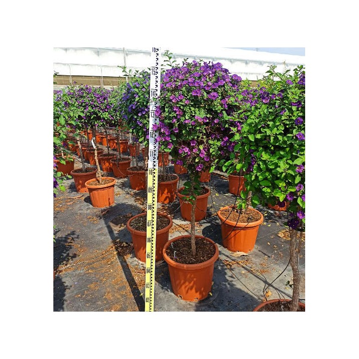 Solanum rantonnetii (Arbre à gentiane)